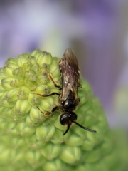 Lasioglossum