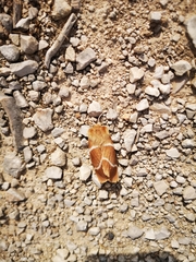 Macrothylacia digramma