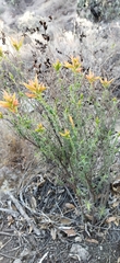 Castilleja tenuiflora