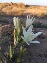 Pancratium maritimum