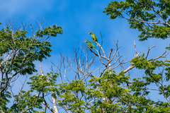Amazona rhodocorytha