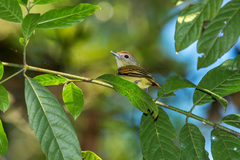 Pachyramphus marginatus