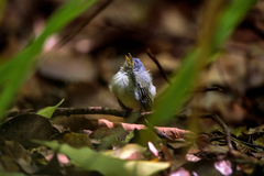 Tolmomyias poliocephalus