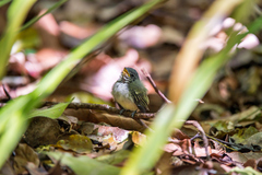 Tolmomyias poliocephalus