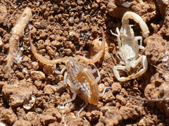 Aegaeobuthus cyprius