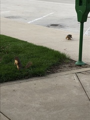 Sciurus niger