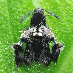 Melittia chimana