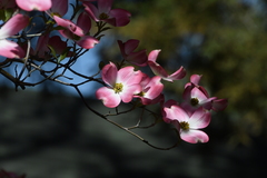 Cornus florida rubra