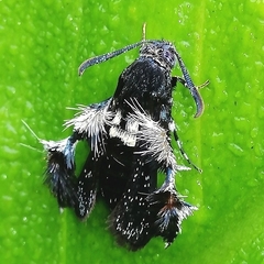 Melittia chimana