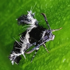 Melittia chimana