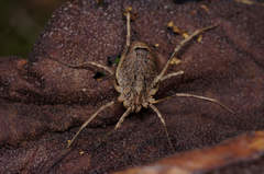 Odiellus spinosus