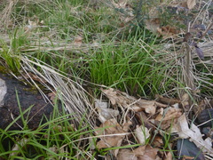 Carex brizoides