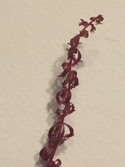 Rumex bucephalophorus
