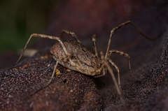 Odiellus spinosus
