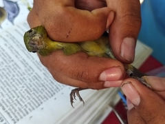 Passerina leclancherii