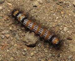 Dysschema leucophaea