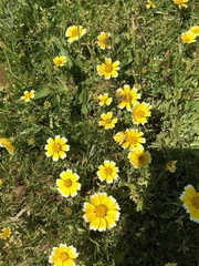 Layia chrysanthemoides