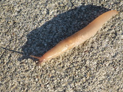 Limacoidea