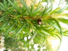 Chrysolina americana