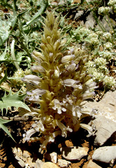 Phelipanche heldreichii