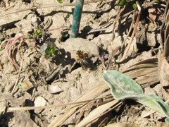 Andrena dunningi