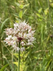Allium suaveolens