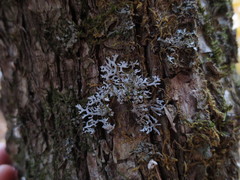 Physconia subpallida