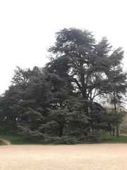 Cedrus atlantica