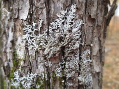 Physconia subpallida