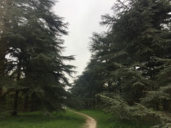 Cedrus atlantica