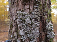 Physconia subpallida