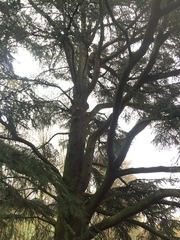 Cedrus atlantica