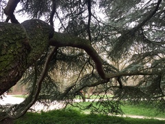 Cedrus atlantica