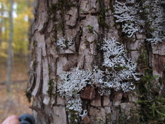 Physconia subpallida