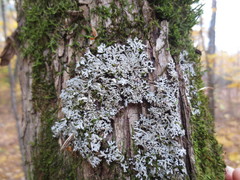 Physconia subpallida