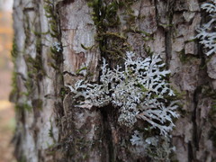 Physconia subpallida