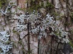 Physconia subpallida