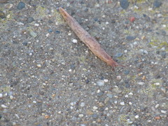 Gastropoda