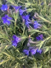 Glandora diffusa