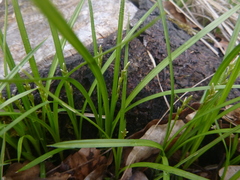 Carex brizoides