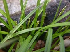 Carex brizoides