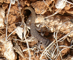 Mediodactylus orientalis