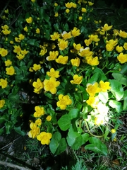 Caltha palustris