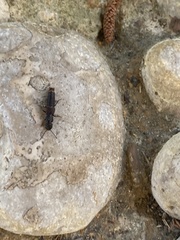 Platydracus cinnamopterus