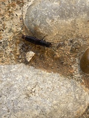 Platydracus cinnamopterus