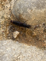 Platydracus cinnamopterus