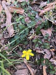 Potentilla indica