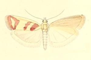 Ancylosis hellenica