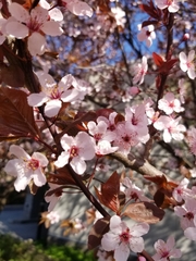 Prunus