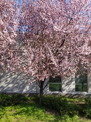Prunus